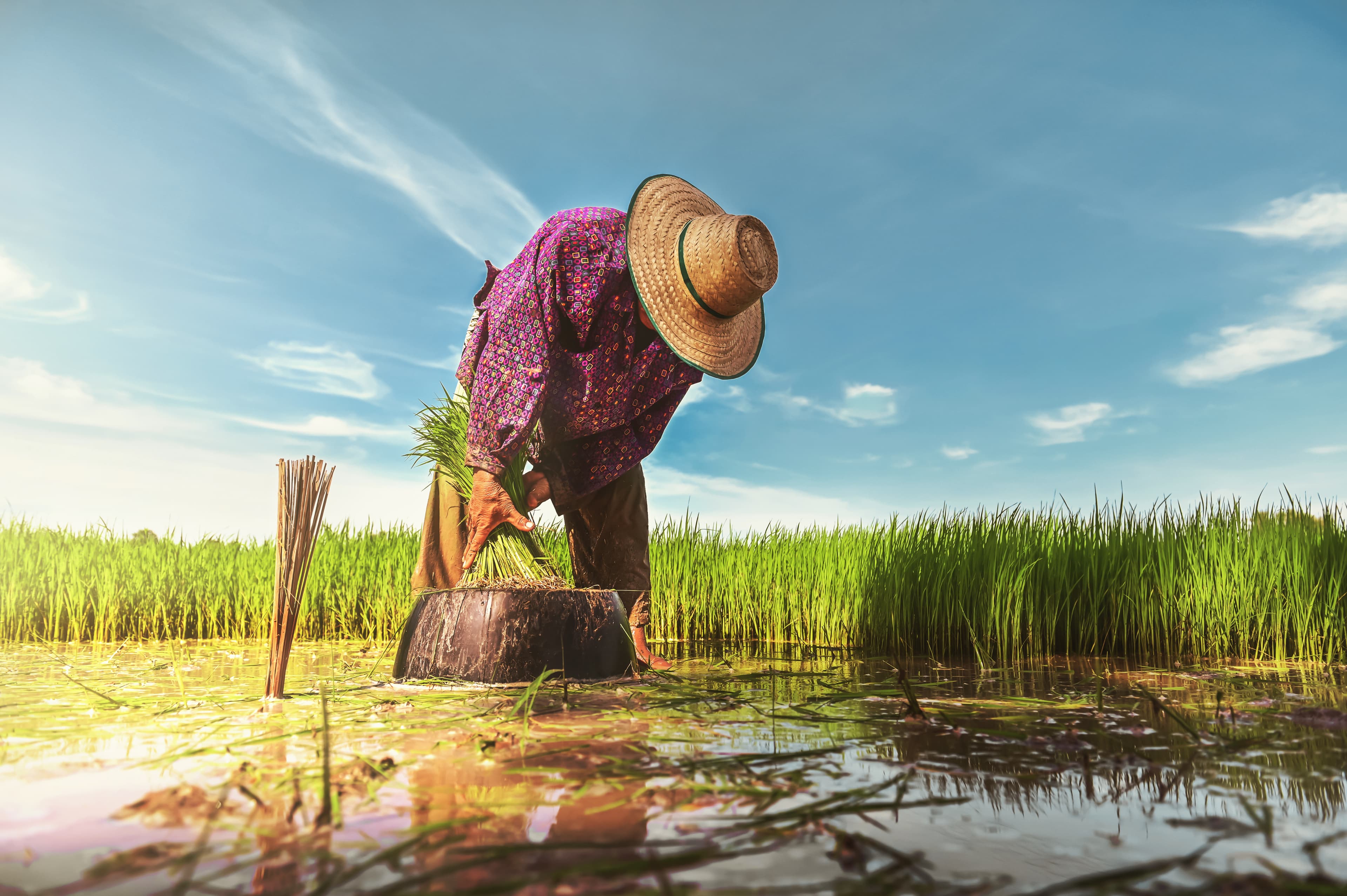 Farmer planting in rice paddy